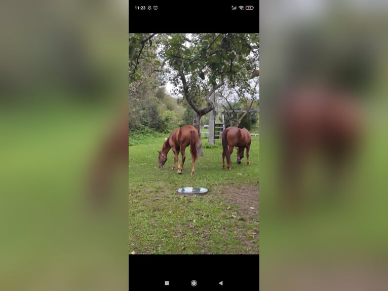 American Quarter Horse Hengst 1 Jaar 155 cm Vos in Banská Štiavnica