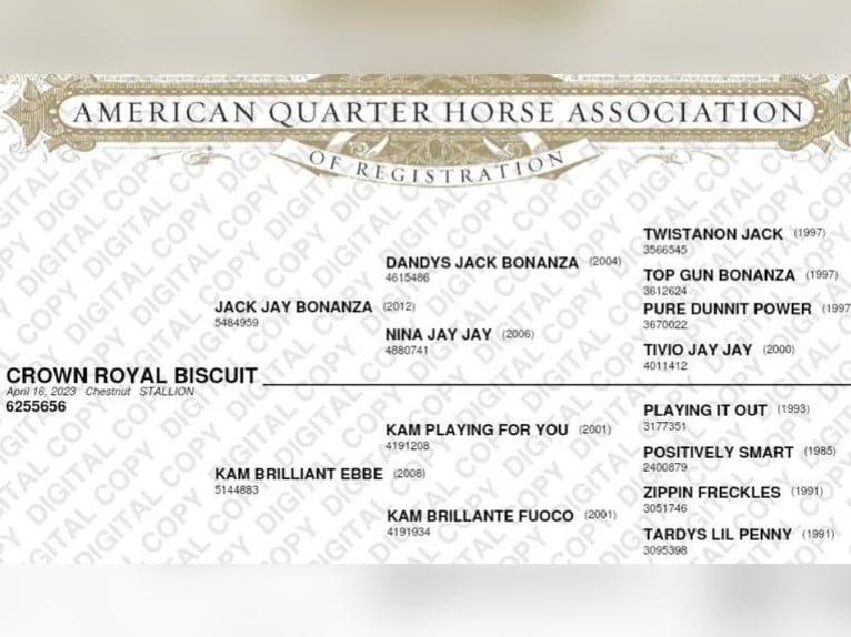 American Quarter Horse Hengst 1 Jaar 155 cm Vos in Banská Štiavnica