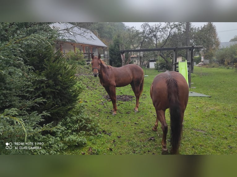 American Quarter Horse Hengst 1 Jaar 155 cm Vos in Banská Štiavnica