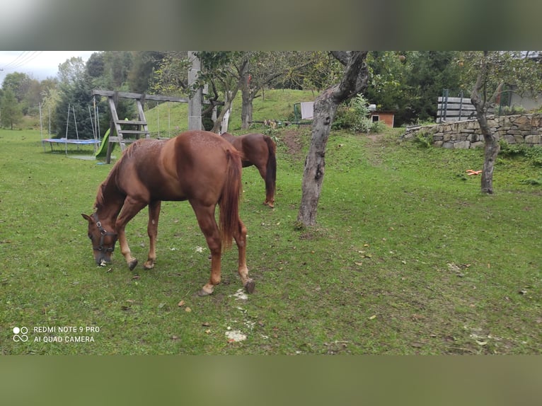 American Quarter Horse Hengst 1 Jaar 155 cm Vos in Banská Štiavnica