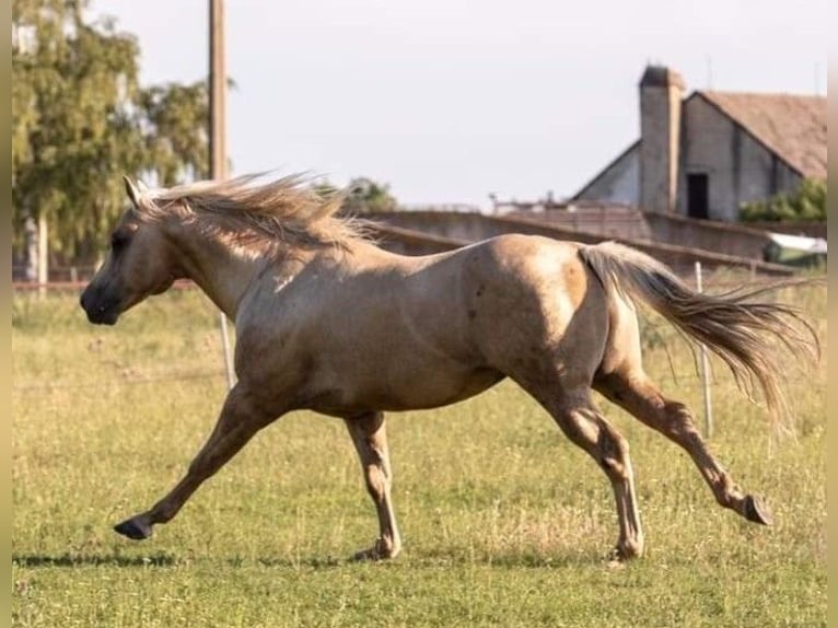 American Quarter Horse Hengst 1 Jaar 155 cm Vos in Banská Štiavnica