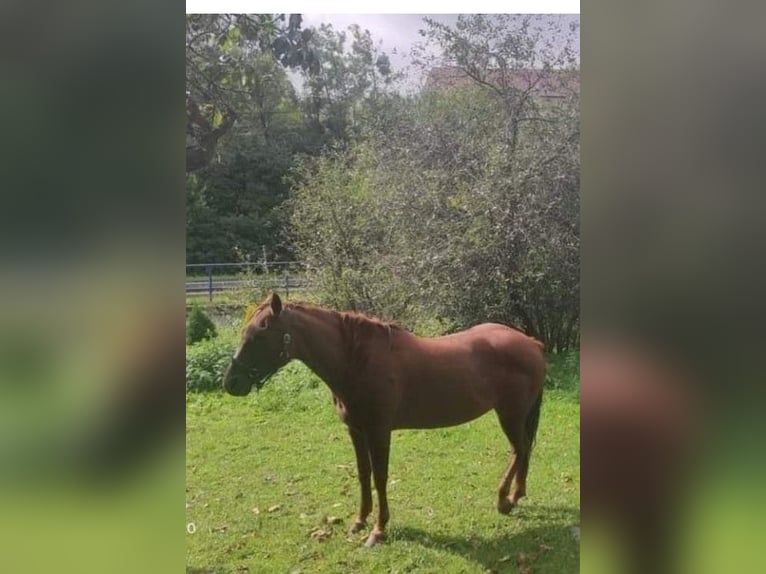 American Quarter Horse Hengst 1 Jaar 155 cm Vos in Banská Štiavnica