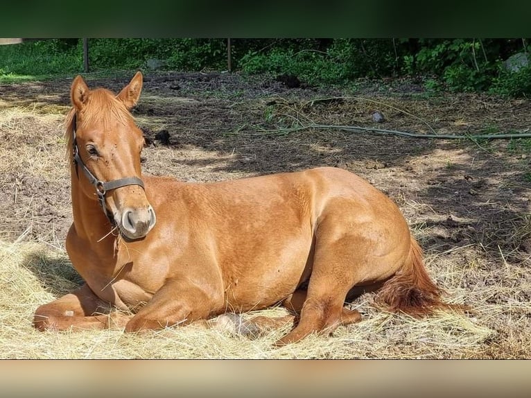 American Quarter Horse Hengst 1 Jaar 155 cm Vos in Banská Štiavnica