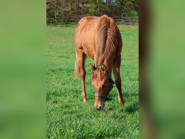 American Quarter Horse Hengst 1 Jaar 155 cm Vos in Berschweiler