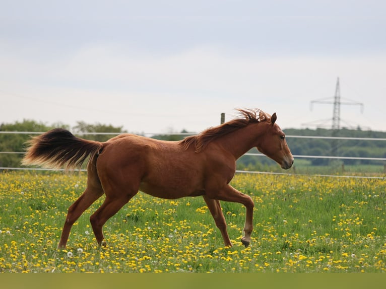 American Quarter Horse Hengst 1 Jaar 155 cm Vos in Berschweiler