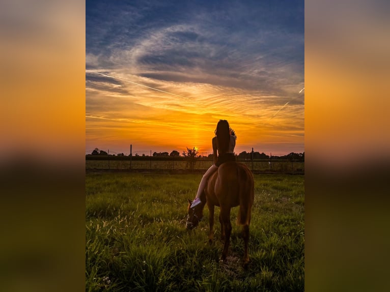 American Quarter Horse Mix Hengst 1 Jaar 155 cm Vos in Gottolengo