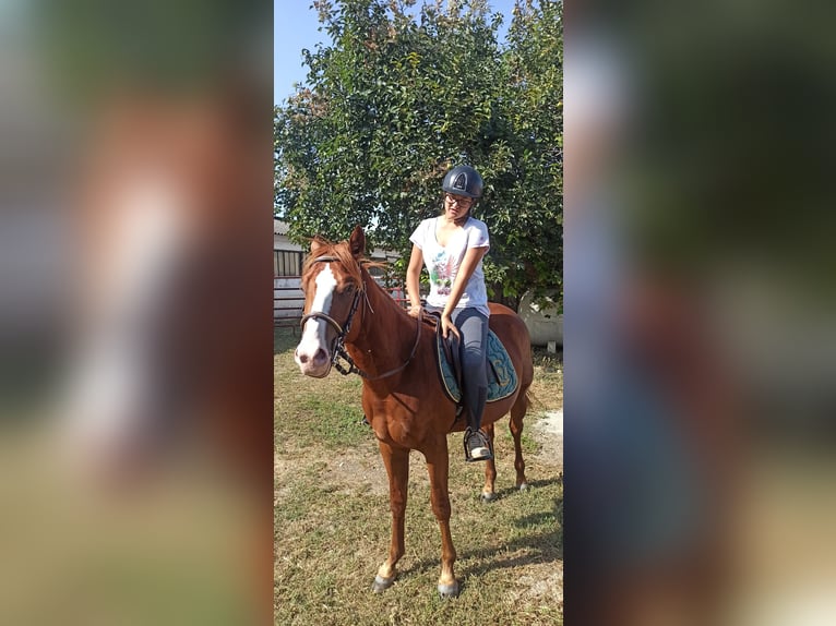 American Quarter Horse Mix Hengst 1 Jaar 155 cm Vos in Gottolengo