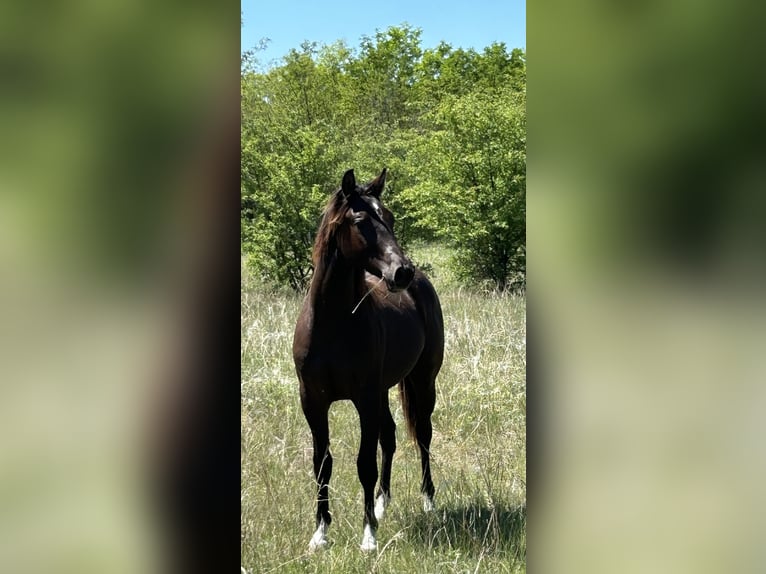 American Quarter Horse Hengst 1 Jaar 155 cm Zwartbruin in Wieda