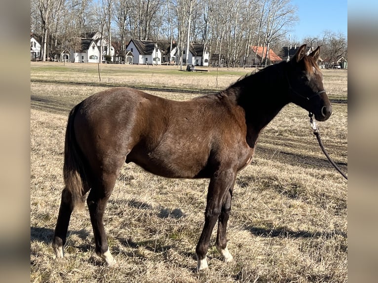 American Quarter Horse Hengst 1 Jaar 155 cm Zwartbruin in Wieda