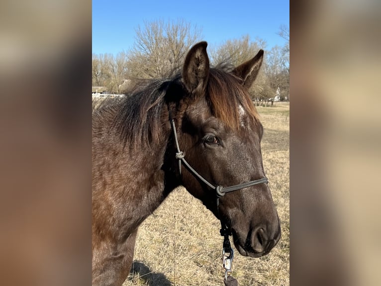 American Quarter Horse Hengst 1 Jaar 155 cm Zwartbruin in Wieda