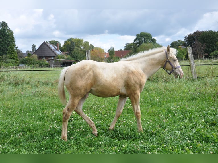 American Quarter Horse Hengst 1 Jaar 156 cm Champagne in Bückeburg Evesen