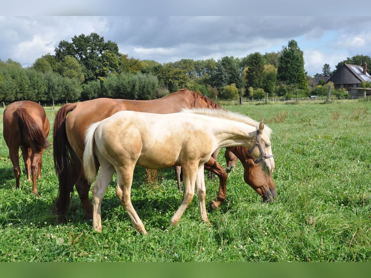 American Quarter Horse Hengst 1 Jaar 156 cm Champagne in Bückeburg Evesen