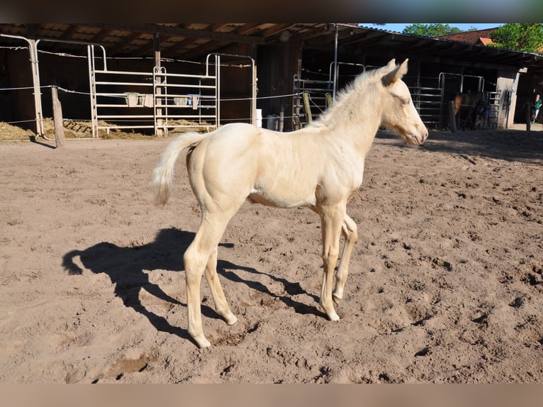 American Quarter Horse Hengst 1 Jaar 156 cm Champagne in Bückeburg Evesen