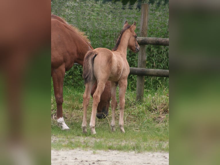 American Quarter Horse Hengst 1 Jaar 156 cm Falbe in Düsseldorf