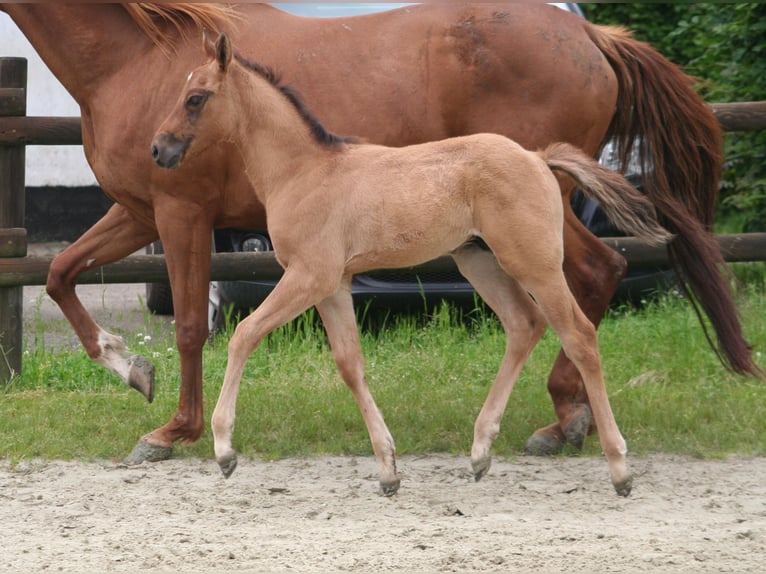 American Quarter Horse Hengst 1 Jaar 156 cm Falbe in Düsseldorf