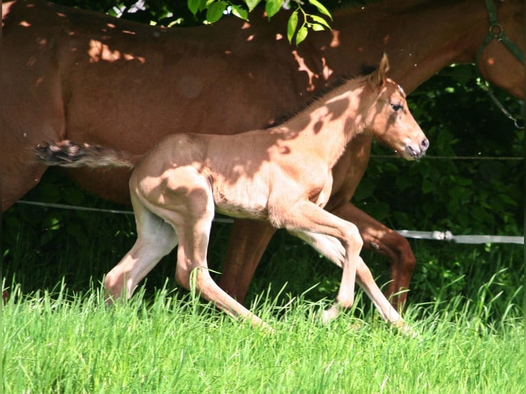 American Quarter Horse Hengst 1 Jaar 156 cm Falbe in Düsseldorf