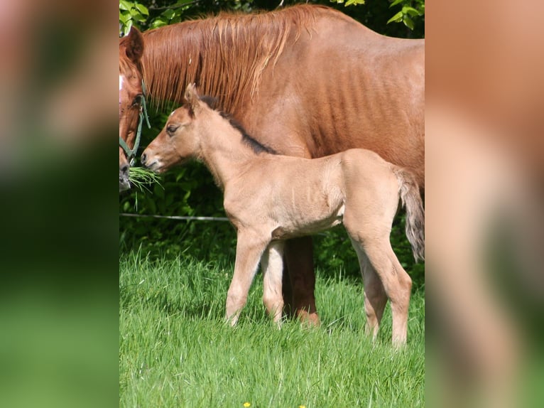 American Quarter Horse Hengst 1 Jaar 156 cm Falbe in Düsseldorf