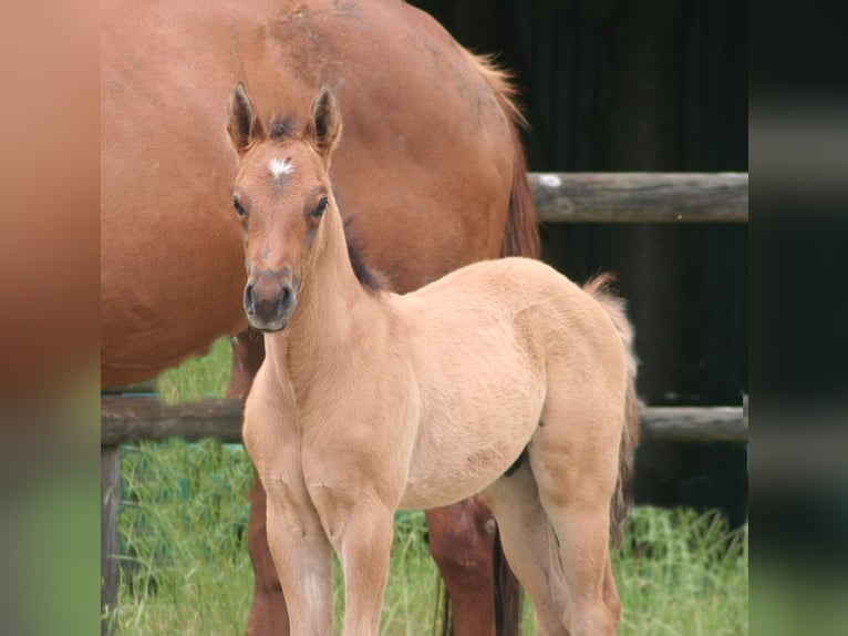 American Quarter Horse Hengst 1 Jaar 156 cm Falbe in Düsseldorf