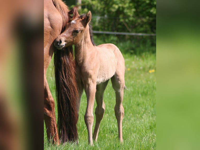 American Quarter Horse Hengst 1 Jaar 156 cm Falbe in Düsseldorf