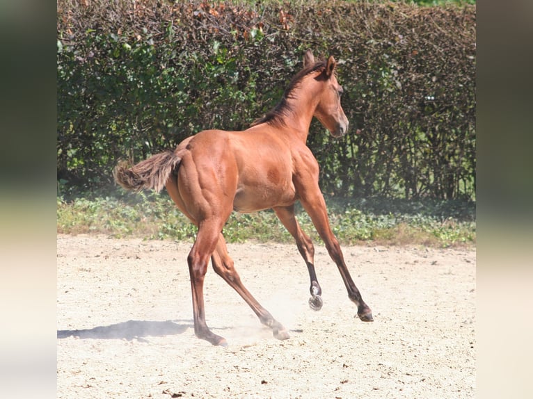 American Quarter Horse Hengst 1 Jaar 156 cm Falbe in Düsseldorf