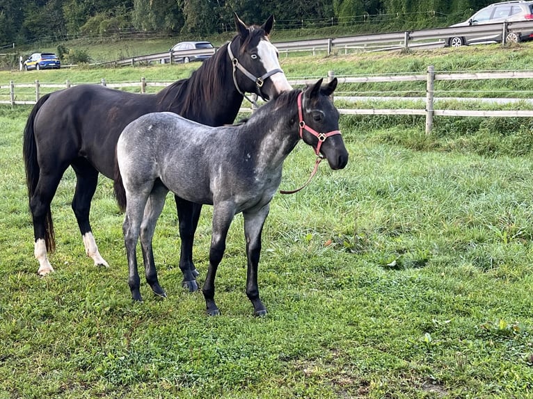 American Quarter Horse Hengst 1 Jaar 156 cm Roan-Blue in Bad Abbach