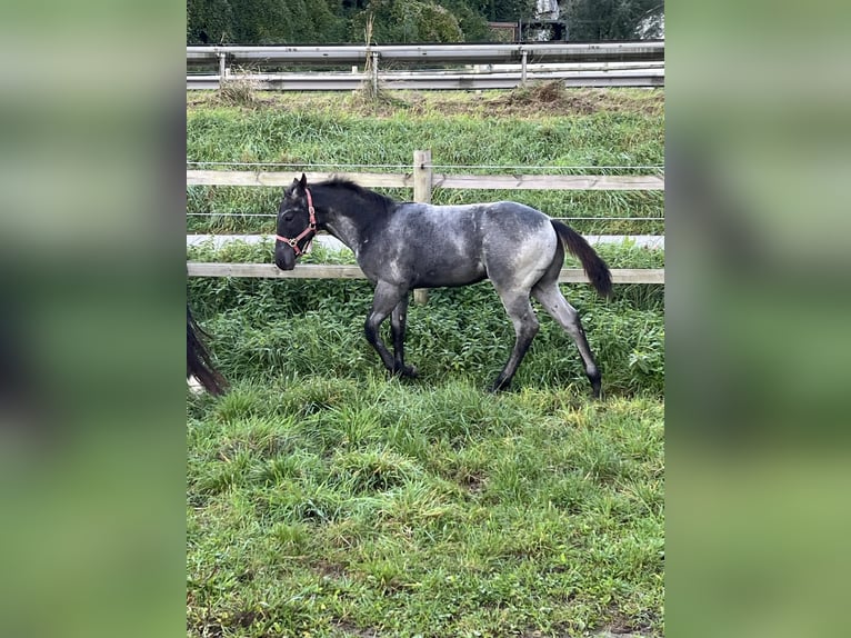 American Quarter Horse Hengst 1 Jaar 156 cm Roan-Blue in Bad Abbach