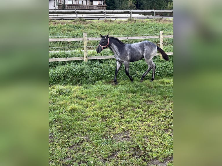 American Quarter Horse Hengst 1 Jaar 156 cm Roan-Blue in Bad Abbach