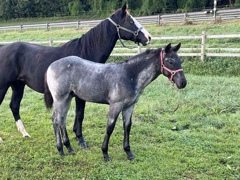 American Quarter Horse Hengst 1 Jaar 156 cm Roan-Blue in Bad Abbach