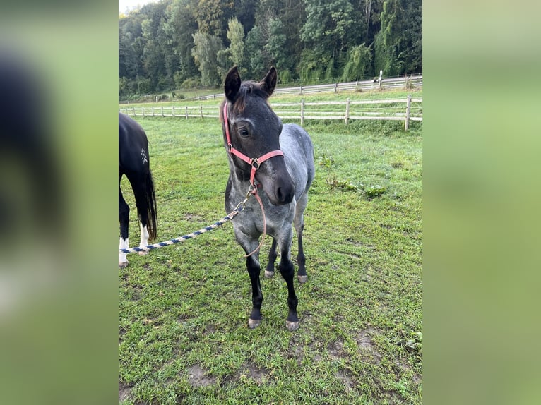 American Quarter Horse Hengst 1 Jaar 156 cm Roan-Blue in Bad Abbach