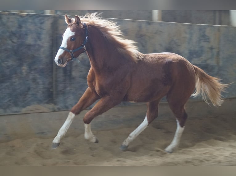 American Quarter Horse Hengst 1 Jaar 156 cm Vos in Langenau