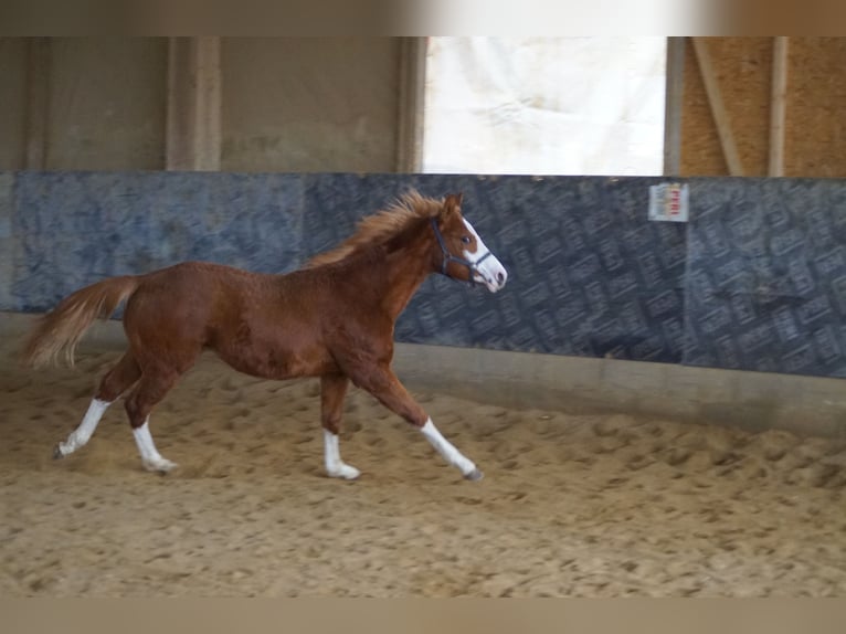 American Quarter Horse Hengst 1 Jaar 156 cm Vos in Langenau