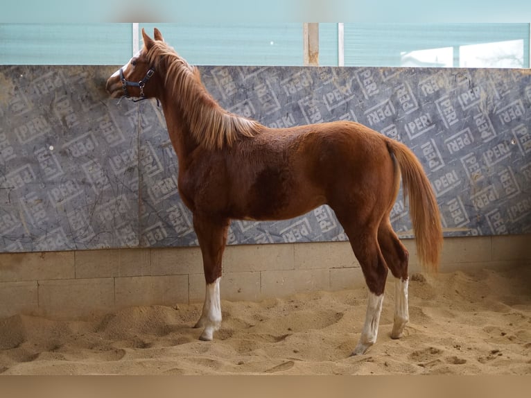 American Quarter Horse Hengst 1 Jaar 156 cm Vos in Langenau