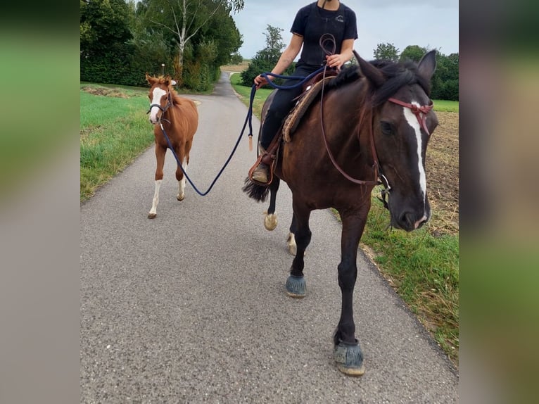 American Quarter Horse Hengst 1 Jaar 156 cm Vos in Langenau