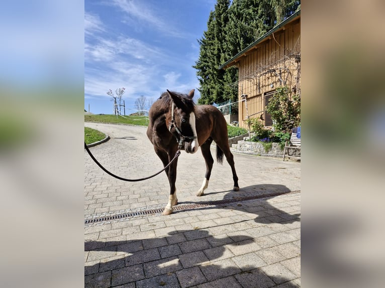 American Quarter Horse Hengst 1 Jaar 157 cm Zwart in Vilshofen