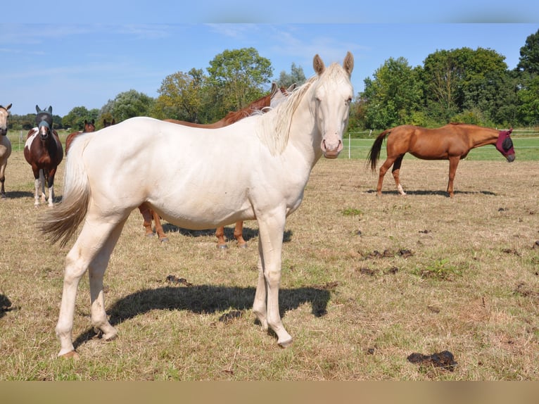 American Quarter Horse Hengst 1 Jaar 158 cm Champagne in B&#xFC;ckeburg Evesen
