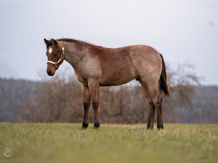 American Quarter Horse Hengst 1 Jaar 158 cm Roan-Bay in Rosenfeld