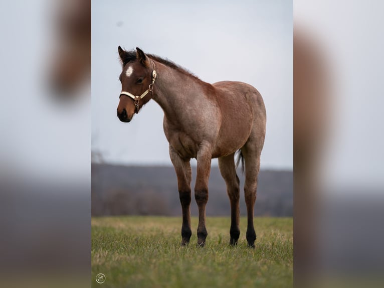 American Quarter Horse Hengst 1 Jaar 158 cm Roan-Bay in Rosenfeld