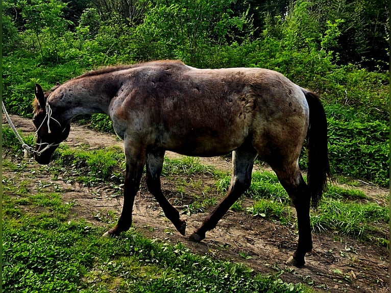 American Quarter Horse Hengst 1 Jaar 158 cm Roan-Blue in Halfing