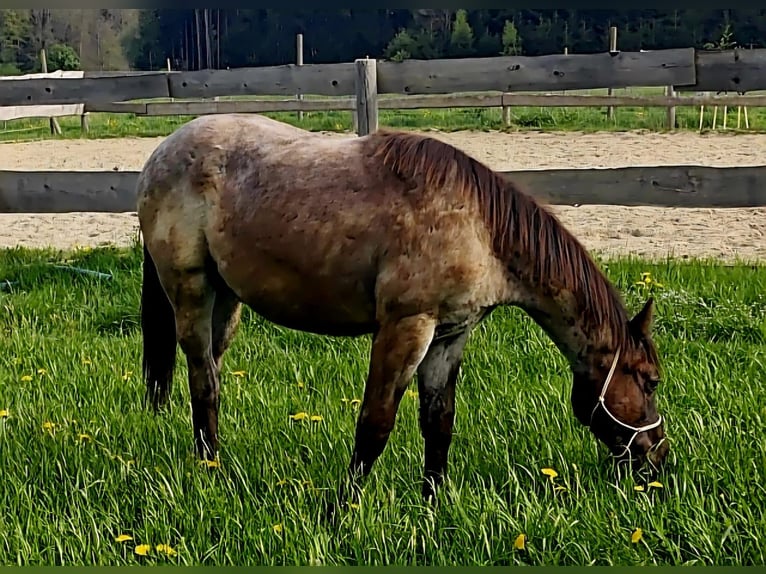 American Quarter Horse Hengst 1 Jaar 158 cm Roan-Blue in Halfing