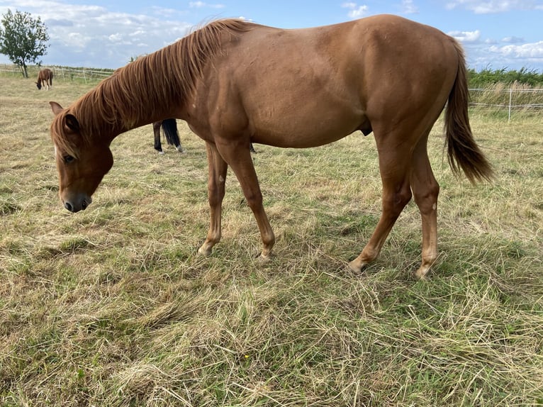 American Quarter Horse Hengst 1 Jaar 159 cm Donkere-vos in Wachtberg American Quarter Horse Hengst 1 Jaar 159 cm Donkere-vos in Wachtberg