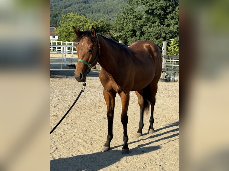 American Quarter Horse Hengst 1 Jaar 160 cm Donkerbruin in Loosdorf