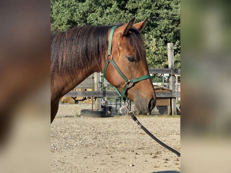 American Quarter Horse Hengst 1 Jaar 160 cm Donkerbruin in Loosdorf