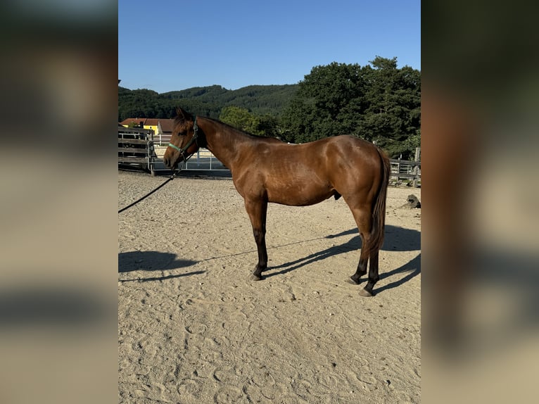 American Quarter Horse Hengst 1 Jaar 160 cm Donkerbruin in Loosdorf