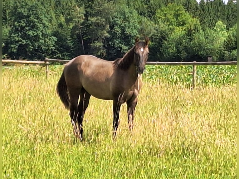 American Quarter Horse Hengst 1 Jaar 160 cm Grullo in Altenmarkt an der Alz