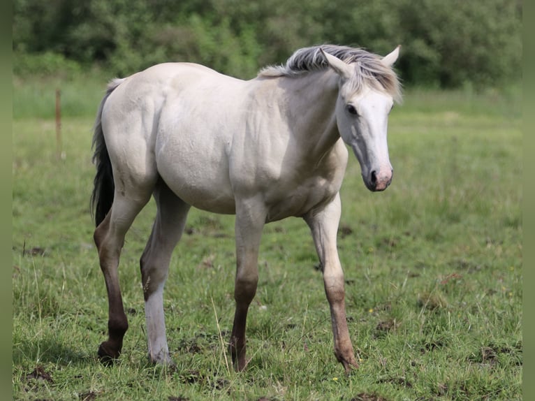 American Quarter Horse Hengst 1 Jaar 160 cm Palomino in Börgerende-Rethwisch