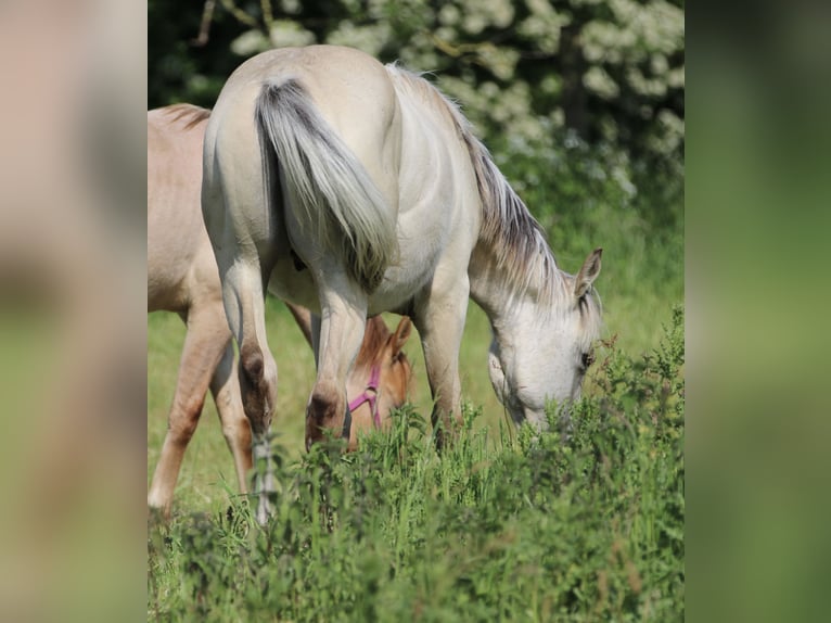 American Quarter Horse Hengst 1 Jaar 160 cm Palomino in Börgerende-Rethwisch