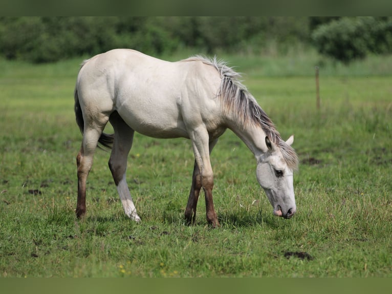 American Quarter Horse Hengst 1 Jaar 160 cm Palomino in Börgerende-Rethwisch