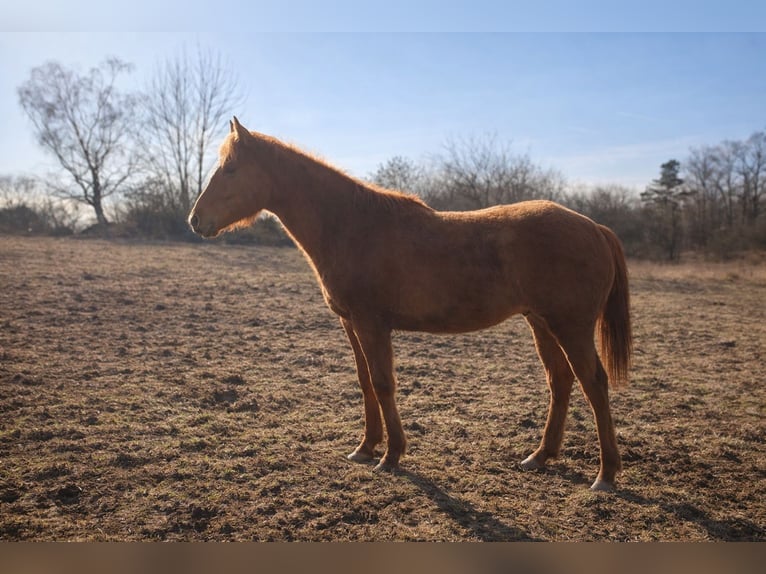 American Quarter Horse Hengst 1 Jaar 160 cm Red Dun in Písek