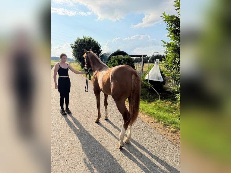 American Quarter Horse Hengst 1 Jaar 160 cm Vos in Kirchendemenreuth