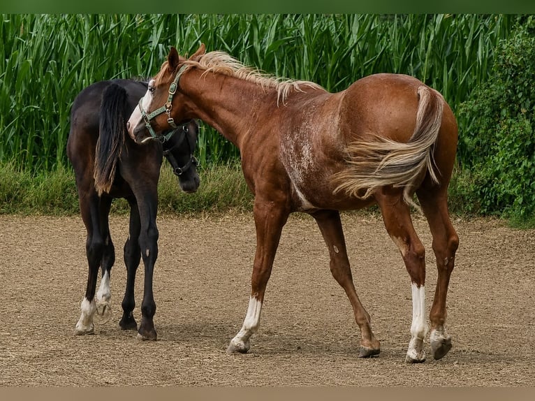 American Quarter Horse Hengst 1 Jaar 160 cm Vos in Langenau